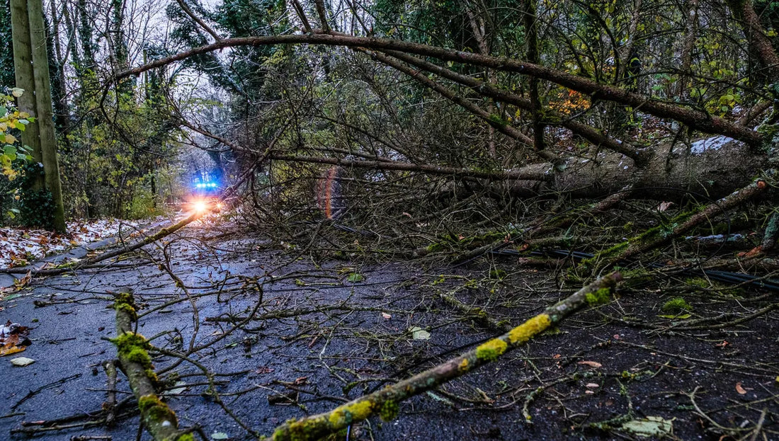 De nombreux arbres sont tombés sur les routes dans les Landes - Image d'illustration © Maxppp - Arnaud Beinat